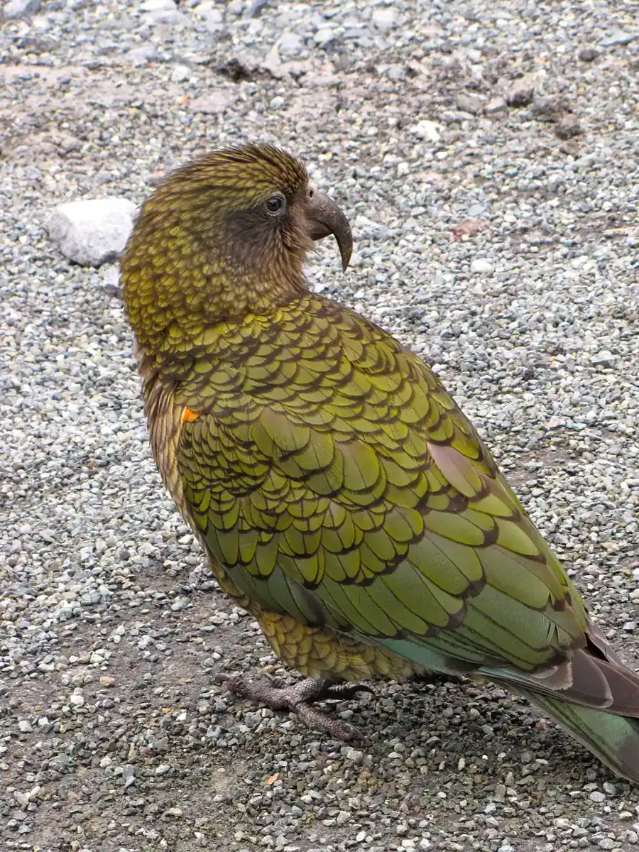 A kea, the alpine parrot, on the gravel near the Homer Tunnel