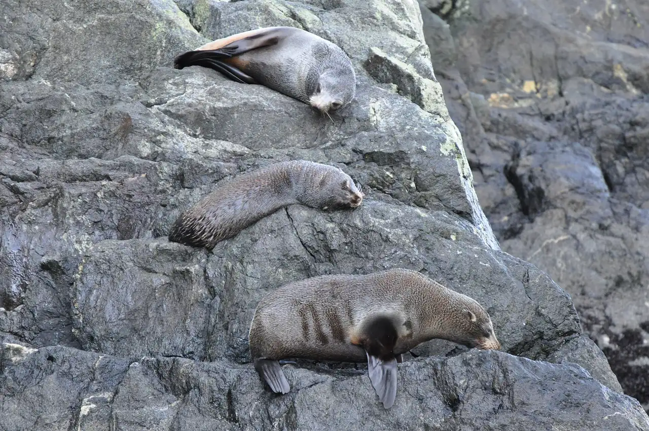 New Zealand fur seals resting on rocks at Milford Sound